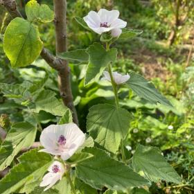 Marshmallows (Althaea Officinalis or Marsh Mallow)