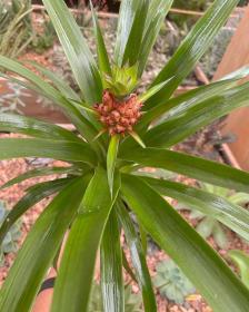 Ananas sativus