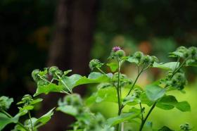 Burdock