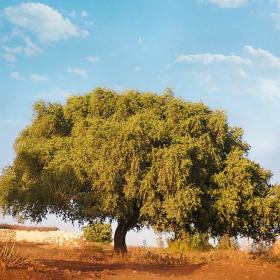Argan tree