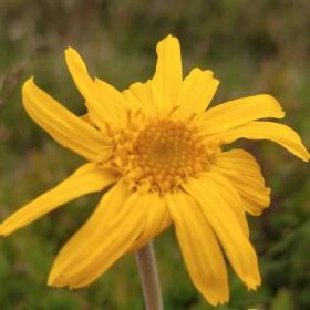 Arnica Montana