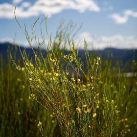 Aspalathus Linearis - Rooibos