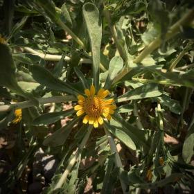 Aster (IBR Pristinizer)