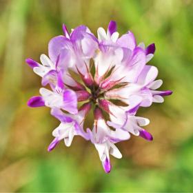 Astragalus Membranaceus