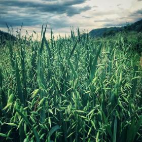 Avena Sativa