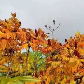 Berry Wax (Rhus verniciflua)