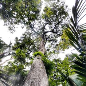 Bertholletia Excelsa