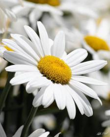 Bisabolol - chamomile flower