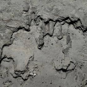Black silt
