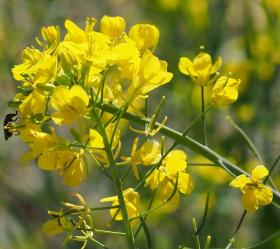 Rapeseed (Brassica napus)