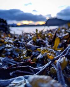 Kalpariane® - brown algae protein
