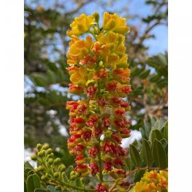 Caesalpinia Spinosa