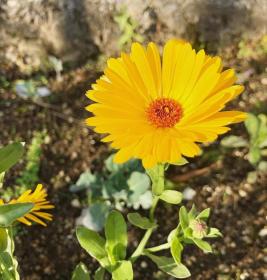 Calendula officinalis