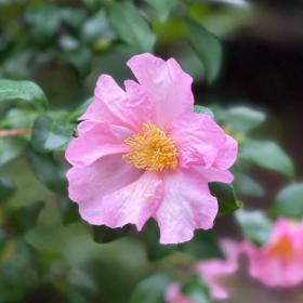 Camellia