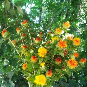Carthamus Tinctorius (Safflower)