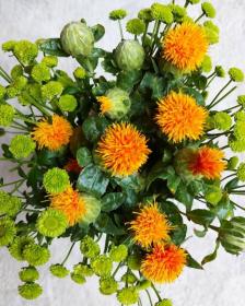 Safflower (Carthamus tinctorius)