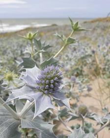 Celtusome™ Eryngium - sea holly