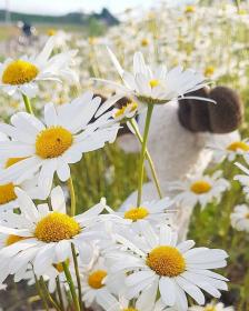 Chamomille Flower