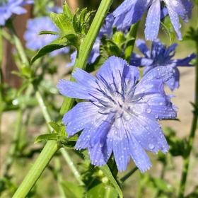 Chicory flower
