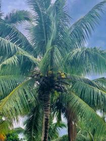 Coconut tree
