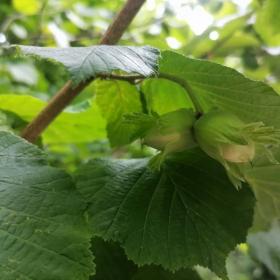 Corylus Avellana