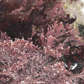 Corallina Officinalis