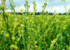 Crambe Abyssinica plant