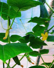 Cucumis Sativus