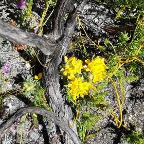 Cyclopia Genistoides (Honeybush)