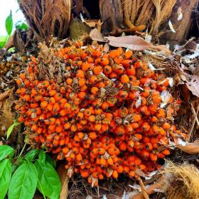 Elaeis guineensis fruits