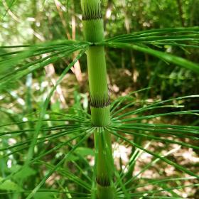 Equisetum arvense - Common Horsetail