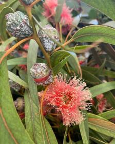 Eucalyptus Globulus