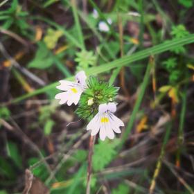 Euphrasia officinalis