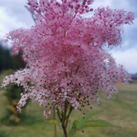 Filipendula rubra