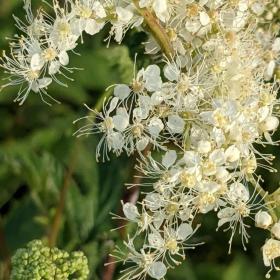 Filipendula ulmaria