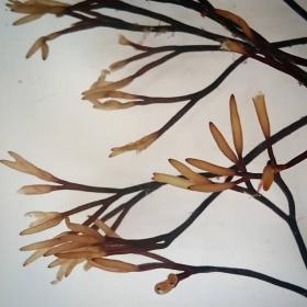 Furcellaria lumbricalis