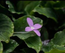 Galanga Leafs