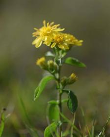 Goldenrod