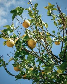grapefruit tree