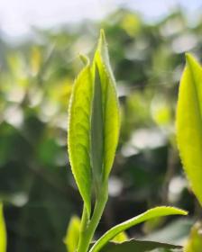 Camellia Sinensis