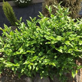 Green Tea plant
