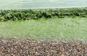 Green microscopic Algae bloom in water