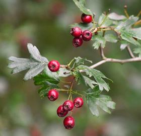 Hawthorn