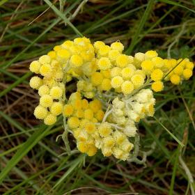 Helichrysum Stoechas