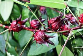 Hibiscus Sabdariffa