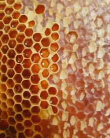 Beeswax