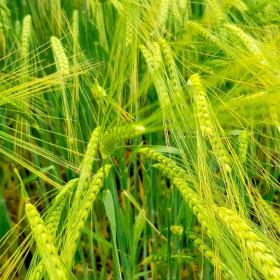 Hordeum Vulgare