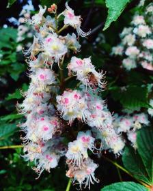 Horse chestnut (Aesculus hippocastanum)