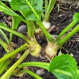 Cochlearia Armoracia