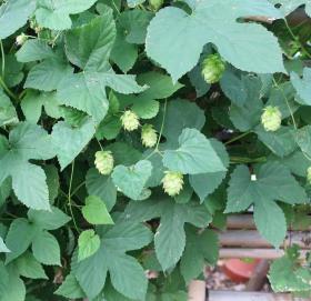 Humulus Lupulus - Hop